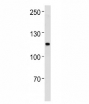 MSH2 antibody western blot analysis in SW480 lysate.