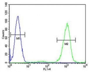 ADA antibody flow cytometric analysis of HL-60 cells (right histogram) compared to a negative control (left histogram). FITC-conjugated goat-anti-rabbit secondary Ab was used for the analysis.
