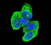 Confocal immunofluorescent analysis of H-RAS antibody with MCF-7 cells followed by Alexa Fluor 488-conjugated goat anti-rabbit lgG (green). DAPI was used as a nuclear counterstain (blue).