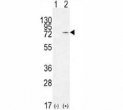 Western blot analysis of Nucleolin antibody and 293 cell lysate (2 ug/lane) either nontransfected (Lane 1) or transiently transfected (2) with the NCL gene.