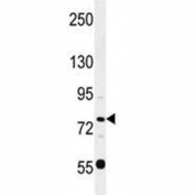 Oct1 antibody western blot analysis in HL-60 lysate. Predicted molecular weight: 80~90 kDa.