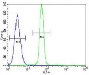 CREB antibody flow cytometric analysis of A549 cells (green) compared to a <a href=../tds/rabbit-igg-isotype-control-polyclonal-antibody-n1001>negative control</a> (blue). FITC-conjugated goat-anti-rabbit secondary Ab was used for the analysis.