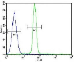 CREB antibody flow cytometric analysis of A549 cells (green) compared to a <a href=../tds/rabbit-igg-isotype-control-polyclonal-antibody-n1001>negative control</a> (blue). FITC-conjugated goat-anti-rabbit secondary Ab was used for the analysis.