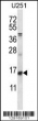 ID1 antibody western blot analysis in U251 lysate
