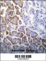 ID1 antibody immunohistochemistry analysis in formalin fixed and paraffin embedded human pancreas tissue.