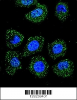 Confocal immunofluorescent analysis of ID1 antibody with U-251MG cells followed by Alexa Fluor 488-conjugated goat anti-rabbit lgG (green). DAPI was used as a nuclear counterstain (blue).