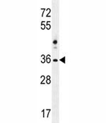 NKX1.2 antibody western blot analysis in 293 lysate~