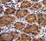 MUC3B antibody immunohistochemistry analysis in formalin fixed and paraffin embedded human stomach tissue.