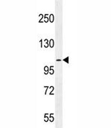 MUC3B antibody western blot analysis in NCI-H292 lysate~