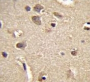 S100A1 antibody immunohistochemistry analysis in formalin fixed and paraffin embedded human brain tissue.