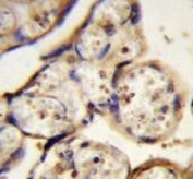 TUBB antibody immunohsitochemistry analysis in formalin fixed and paraffin embedded human placenta tissue.