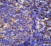 S100A4 antibody immunohsitochemistry analysis in formalin fixed and paraffin embedded human tonsil tissue.