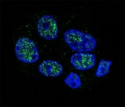 Confocal immunofluorescent analysis of eNos antibody with HepG2 cells followed by Alexa Fluor 488-conjugated goat anti-rabbit lgG (green). DAPI was used as a nuclear counterstain (blue).