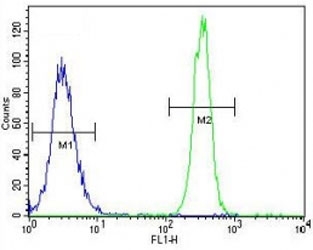 eNos antibody flow cytometric analysis of K562 cells (right histogram) compared to a negative control (left histogram). FITC-conjugated goat-anti-rabbit secondary Ab was used for the analysis.
