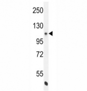 eNos antibody western blot analysis in K562 lysate