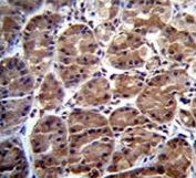 SOCS4 antibody immunohistochemistry analysis in formalin fixed and paraffin embedded human stomach tissue.