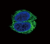 Confocal immunofluorescent analysis of TGFBR2 antibody with HepG2 cells followed by Alexa Fluor 488-conjugated goat anti-rabbit lgG (green). DAPI was used as a nuclear counterstain (blue).