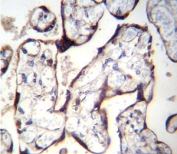 TGFBR2 antibody immunohistochemistry analysis in formalin fixed and paraffin embedded human placenta tissue.