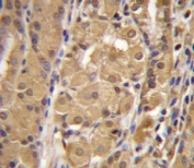 IRF9 antibody immunohistochemistry analysis in formalin fixed and paraffin embedded human stomach tissue.