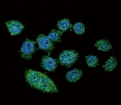 Confocal immunofluorescent analysis of IRF9 antibody with HeLa cells followed by Alexa Fluor 488-conjugated goat anti-rabbit lgG (green). DAPI was used as a nuclear counterstain (blue).