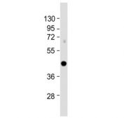 IRF9 antibody western blot analysis in mouse NIH3T3 cell lysate. Predicted molecular weight: 44-48 kDa.