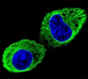 Confocal immunofluorescent analysis of TUBB2B antibody with HepG2 cells followed by Alexa Fluor 488-conjugated goat anti-rabbit lgG (green). DAPI was used as a nuclear counterstain (blue).