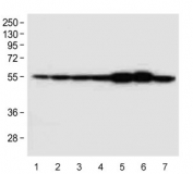 Western blot testing of 1) human HeLa, 2) human HepG2, 3) human MDA-MB-231, 4) human K562, 5) mouse brain, 6) mouse cerebellum and 7) rat PC-12 cell lysate with TUBB2B antibody.