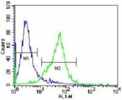 GCLC antibody flow cytometric analysis of Jurkat cells (green) compared to a <a href=../search_result.php?search_txt=n1001>negative control</a> (blue). FITC-conjugated donkey-anti-rabbit secondary Ab was used for the analysis.