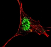 Fluorescent confocal image of SY5Y cells stained with KLF4 antibody at 1:200. KLF4 immunoreactivity is localized very specifically to the nuclei of the SY5Y cells.