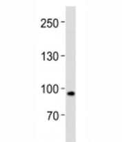 XRCC5 antibody western blot analysis in human placenta tissue lysate. Predicted molecular weight ~80kDa.