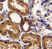 WT1 antibody immunohistochemistry analysis in formalin fixed and paraffin embedded human kidney tissue.