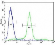 WT1 antibody flow cytometric analysis of MCF-7 cells (right histogram) compared to a negative control (left histogram). FITC-conjugated goat-anti-rabbit secondary Ab was used for the analysis.