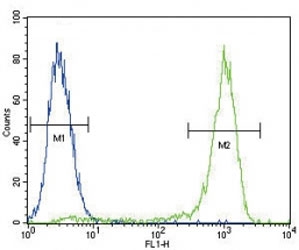 AKT antibody flow cytometric analysis of MCF-7 cells (right histogram) compared to a negative control (left histogram). FITC-conjugated goat-anti-rabbit secondary Ab was used for the analysis.