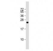 IL17B antibody western blot analysis in human HeLa cell lysate. Expected molecular weight: 17-20 kDa depending on glylcosylation level.