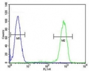 Caspase-12 antibody flow cytometric analysis of HL-60 cells (right histogram) compared to a negative control cell (left histogram). FITC-conjugated goat-anti-rabbit secondary Ab was used for the analysis.