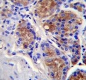 Caspase-12 antibody immunohistochemistry analysis in formalin fixed and paraffin embedded human stomach tissue.