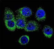Confocal immunofluorescent analysis of Caspase-12 antibody with 293 cells followed by Alexa Fluor 488-conjugated goat anti-rabbit lgG (green). DAPI was used as a nuclear counterstain (blue).