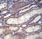 FOXA2 antibody immunohistochemistry analysis in formalin fixed and paraffin embedded human kidney tissue.