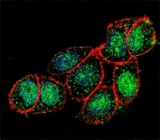 Confocal immunofluorescent analysis of FOXA2 antibody with HeLa cells followed by Alexa Fluor 488-conjugated goat anti-rabbit lgG (green). Actin filaments have been labeled with Alexa Fluor 555 Phalloidin (red). DAPI was used as a nuclear counterstain (blue).