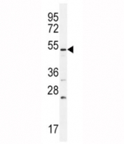 BMPR1B antibody western blot analysis in U251 lysate. Predicted molecular weight 55~60 kDa.