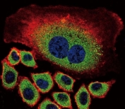 Confocal immunofluorescent analysis of NEU2 antibody with A549 cells followed by Alexa Fluor 488-conjugated goat anti-rabbit lgG (green). Actin filaments have been labeled with Alexa Fluor 555 Phalloidin (red). DAPI was used as a nuclear counterstain (blue).