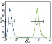 NEU2 antibody flow cytometric analysis of A549 cells (green) compared to a negative control (blue). FITC-conjugated goat-anti-rabbit secondary Ab was used for the analysis.