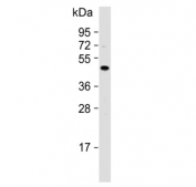 Western blot testing of human fetal liver tissue lysate with NEU2 antibody. Predicted molecular weight ~42 kDa.