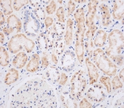 IHC testing of FFPE human kidney tissue with NEU2 antibody. HIER: steam section in pH9 EDTA for 20 min and allow to cool prior to staining.
