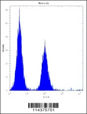 GCN5 antibody flow cytometric analysis of Neuro-2a cells (right histogram) compared to a negative control (left histogram). FITC-conjugated donkey-anti-rabbit secondary Ab was used for the analysis.