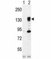 Western blot analysis of Integrin alpha 5 antibody and 293 cell lysate either nontransfected (Lane 1) or transiently transfected (2) with the ITGA5 gene.