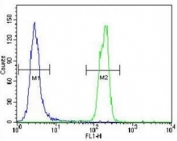 SUMO antibody flow cytometric analysis of HeLa cells (right histogram) compared to a<a href=../search_result.php?search_txt=n1001>negative control</a>(left histogram). FITC-conjugated goat-anti-rabbit secondary Ab was used for the analysis.