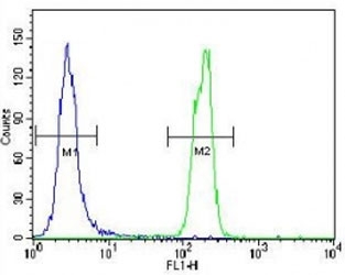 SUMO antibody flow cytometric analysis of HeLa cells (right histogram) compared to a?<a href=../search_result.php?search_txt=n1001>negative control</a>?(left histogram). FITC-conjugated goat-anti-rabbit secondary Ab was used for the analysis.