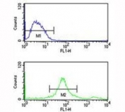SUMO1 antibody flow cytometry analysis of MCF-7 cells (bottom histogram) compared to a negative control (top histogram). FITC-conjugated goat-anti-rabbit secondary Ab was used for the analysis.