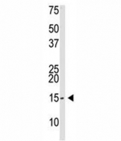 SUMO-3 antibody used in western blot to detect SUMO3 in Saos-2 cell lysate